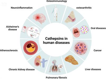 Cathepsins in oral diseases: mechanisms and therapeutic implications
